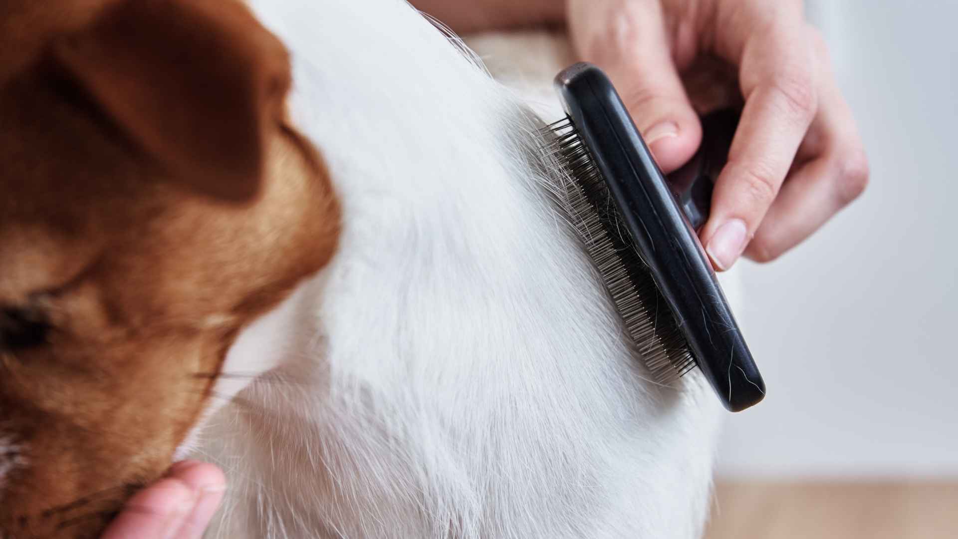 Errores a cepillar a tu perro